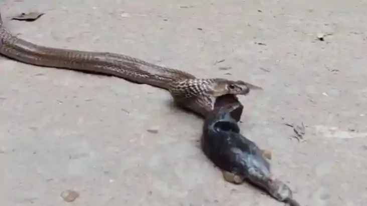 DEO ऑफिस में दो चूहे निगलकर बैठा था 6 फीट लंबा कोबरा, फाइलों