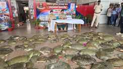 कछुआ बरामद 