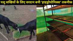 बिहार- यूपी में पशु सखियों के लिए वरदान बनी 'हाइड्रोपोनिक्स' तकनीक,7 दिनों में चारा उगा हो रही कमाई 