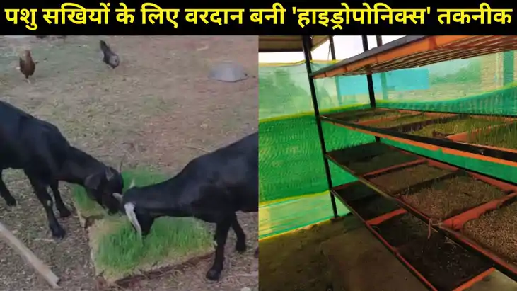 बिहार- यूपी में पशु सखियों के लिए वरदान बनी 'हाइड्रोपोनिक्स'