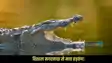 Bihar Crocodile