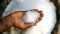 Sugar Price Today