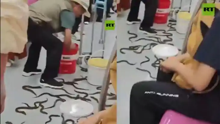 Dozens of Snakes Fall From Bag on China Metro