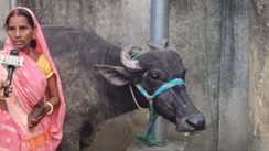 Gaya Buffalo Row