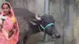 Gaya Buffalo Row