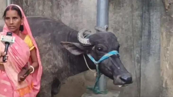 Gaya Buffalo Row