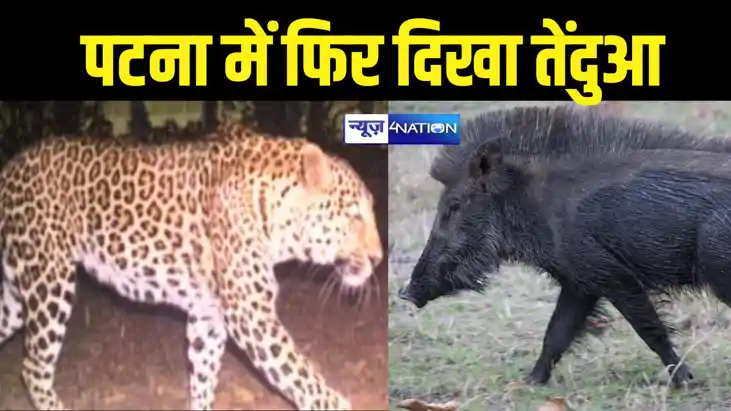 Leopard Leopard