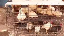 Bihar News : मोतिहारी में नियमों को ठेंगा दिखा सज रही 'बीमारी की दुकान', कोर्ट के आदेश के बाद भी प्रशासन बेखबर