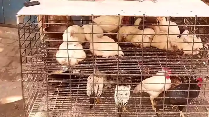 Bihar News : मोतिहारी में नियमों को ठेंगा दिखा सज रही 'बीमार