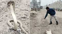 वैशाली में 'सफेद नाग' का दर्शन: मिट्टी कटाई के दौरान निकला दुर्लभ कोबरा, रेस्क्यू देख फटी रह गईं लोगों की आंखें