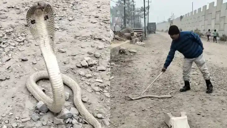 वैशाली में 'सफेद नाग' का दर्शन: मिट्टी कटाई के दौरान निकला द