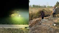 हाथियों का झुंड