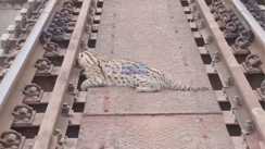 Rare Fishing Cat Rescued Injured Near Bagaha Railway Track