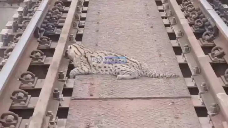 Rare Fishing Cat Rescued Injured Near Bagaha Railway Track