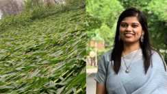 Bihar News : बिहार के कई जिलों में आंधी पानी ने मचाई तबाही, लाखों की फसल का हुआ नुकसान