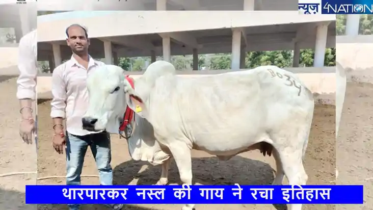दुधारू गाय की हुई नीलामी,लाखों की लगी बोली,किसान ने रिकॉर्ड दुधारू गाय की हुई नीलामी,लाखों की लगी बोली,किसान ने रिकॉर्ड