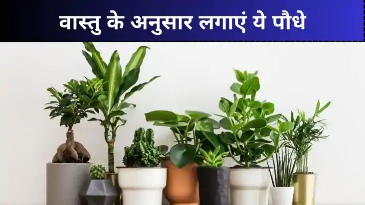 Vastu Tips : अपने घर में लगाएं ये पौधे, दूर हो जाएंगे आपके स