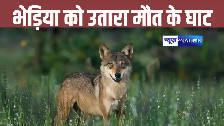 Bihar News: समस्तीपुर में आदमखोर बन रहे भेड़िए को भीड़ ने पी