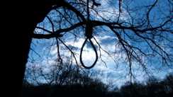 पेड़ से लटका मिला प्रेमी युगल का शव, हत्या या आत्महत्या की जांच में जुटी पुलिस