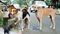 Stray Dogs: आवारा कुत्तों पर 'सुप्रीम फैसला', सर्वोच्च न्यायालय ने जारी किया नया गाइडलाइन, ये किए तो लगेगा जुर्माना 