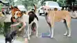 आवार कुत्तों