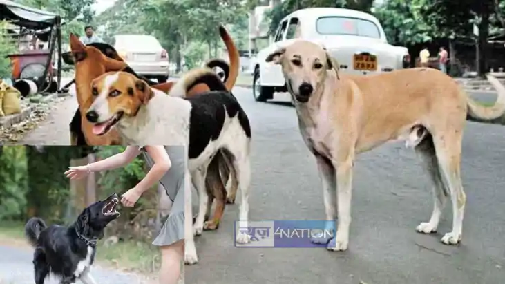 आवार कुत्तों आवार कुत्तों