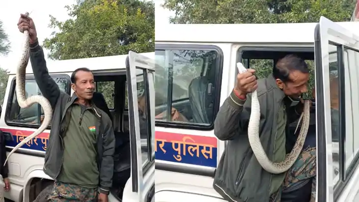 KHGARIA NEWS : एशिया के सबसे जहरीले रसेल वाईपर सांप का खगड़िय