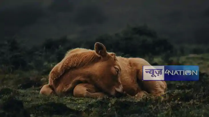 क्रूरता की हद:गर्भवती गाय का पेट फाड़कर निकाला बच्चा,सिर भी 