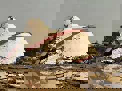 गुजरात में भ्रष्टाचार का 'भयानक विस्फोट, उद्घाटन से पहले ही ढही 15 मीटर ऊंची पानी की टंकी, 9 लाख लीटर पानी के दबाव में हुआ भीषण हादसा