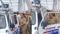Patna Missing Patna Minor Girl Found Safe Accused Arrested
