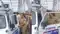 Patna Missing Patna Minor Girl Found Safe Accused Arrested