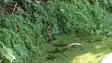 Katihar Villagers Witness Rare Snake Pair Dance For An Hour