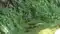 Katihar Villagers Witness Rare Snake Pair Dance For An Hour