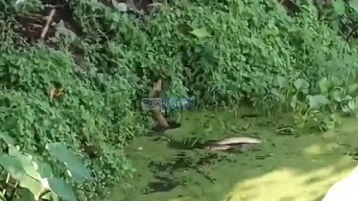 Katihar Villagers Witness Rare Snake Pair Dance For An Hour