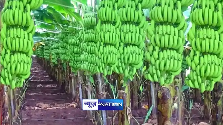 banana production in Bihar banana production in Bihar