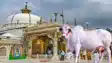Ajmer Sharif cleric on cow