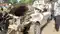 khagaria Road accident 