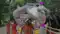 Bhagalpur Kanwariya Yatra