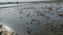 विभाग की 'सुस्ती', किसानों पर 'आफत': नहर की सफाई नहीं कराई और छोड़ दिया पानी, 40 बीघा फसल डूबी