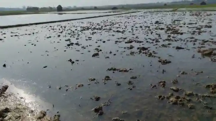 विभाग की 'सुस्ती', किसानों पर 'आफत': नहर की सफाई नहीं कराई औ