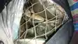 Smuggled turtles recovered - ट्रेन में बैग में भरकर ले जा रहे थे संरक्षित घोषित जिंदा कछुआ, रेल पुलिस ने फेल  किया तस्करी का प्लान, वन विभाग भी आया एक्शन में