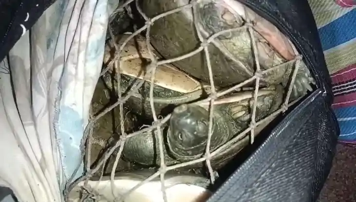 Smuggled turtles recovered - ट्रेन में बैग में भरकर ले जा रह Smuggled turtles recovered - ट्रेन में बैग में भरकर ले जा रह