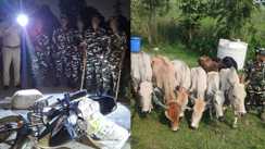 भारत-नेपाल सीमा पर SSB का बड़ा एक्शन : 16.5 किलो गांजा, नेपाली बाइक और 9 बैलों के साथ एक तस्कर गिरफ्तार