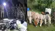 भारत-नेपाल सीमा पर SSB का बड़ा एक्शन : 16.5 किलो गांजा, नेपाली बाइक और 9 बैलों के साथ एक तस्कर गिरफ्तार