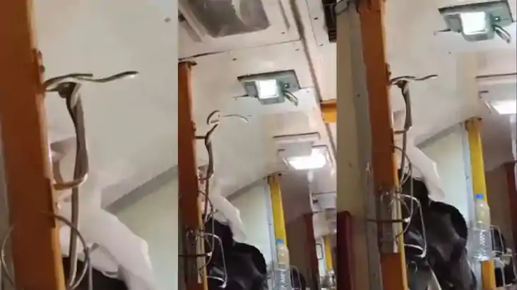 Train Snake Viral Video: फुफकार मारते हुए ट्रेन में सफर कर र
