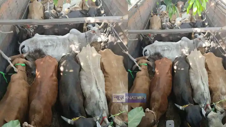 Cattle smuggling 