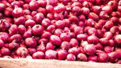 onion price