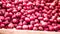 onion price