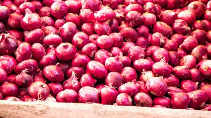 onion price