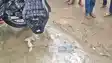 Cobra Found Inside Bank Manager Bullet Bike in Gaya Panic